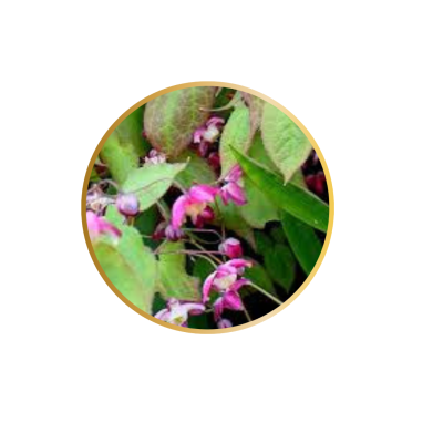 Design sem nome (22)